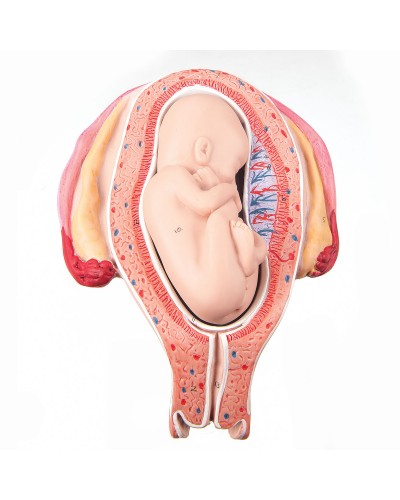 Fetus, month 5, breech position